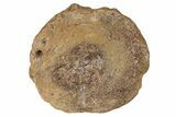 Fossil Ichthyosaur (Brachypterygius) Vertebra - England #238923-1